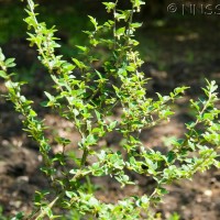 Himalayan Cotoneaster